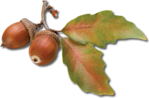 Acorn_PNG743