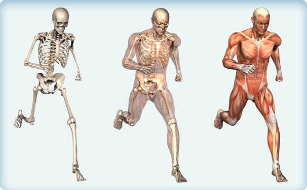 musculoskeletal running man