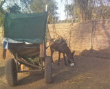 donkey_sudan