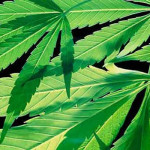 cannabis_leaves