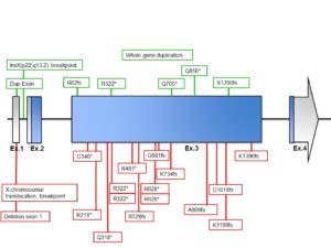 Figure 1. Genomic organization of KIAA2022 and location of mutations