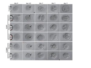 phenotypes