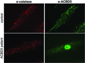 acbd5-if-color-fig2b