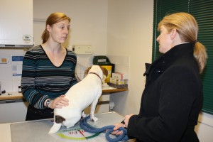 Dog vaccination appointments are a good opportunity to discuss welfare/ behavioural concerns