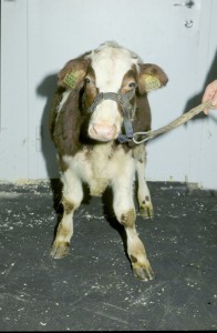Persistently infected calf (1-year-old) with bovine viral diarrhoea virus 