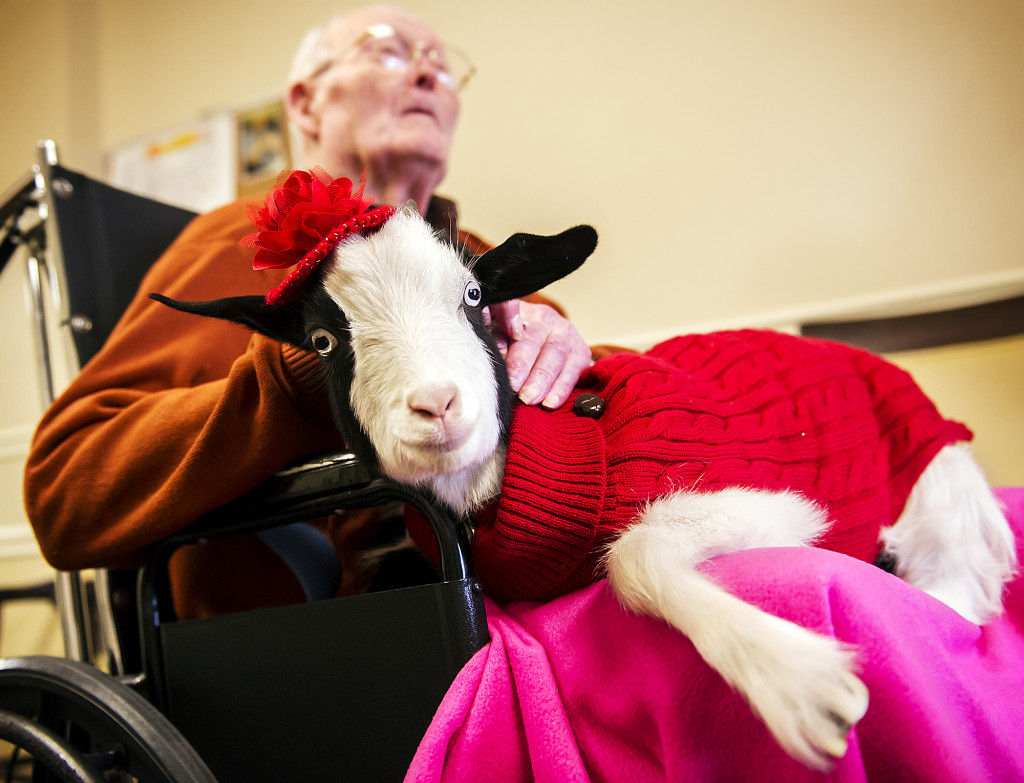 A therapy goat being taken to visit residents of a care home. Image: Kristin Streff/AP/Press Association Images