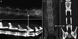 Lateral and ventrodorsal radiographs (a and c, respectively) and sagittal and dorsal CT images (b and d, respectively) of the lumbar spine of case two. Lateral radiographs (a) show a subjectively narrowed L6-7 intervertebral disc space. Radiodense material is visible within the vertebral canal above the cranial third of L7 vertebrae (a, d, arrow). A large amount of hyperattenuated material within the spinal canal is located midline and ventrally occluding 80% of the height and 75% of the width of the vertebral canal extending from the caudal endplate of L6 vertebrae to the cranial third of L7 vertebra leaving only a rim of normal signal dorsally (b, d, arrow). L, left; R, right
