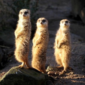 three_meerkats